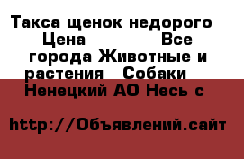 Такса щенок недорого › Цена ­ 15 000 - Все города Животные и растения » Собаки   . Ненецкий АО,Несь с.